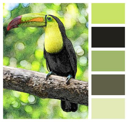 Toucan Phone Wallpaper Bird Image